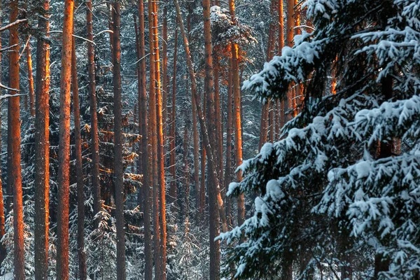 Zimowy Las Sosnowy Zachodzie Słońca Sosnowe Pnie Promieniach Zachodzącego Słońca Obraz Stockowy