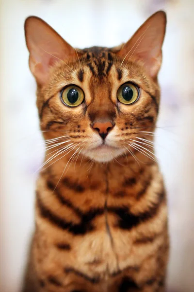 Bengal domestic cat — Stock Photo, Image