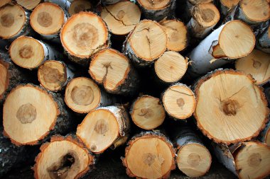 Doğada huş yakacak odun