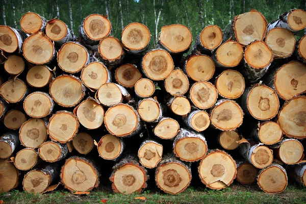 Birch firewood in nature — Stock Photo, Image