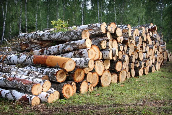 Birch firewood in nature — Stock Photo, Image