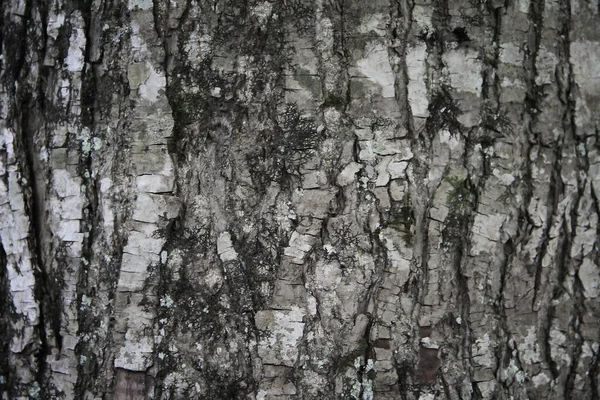 Fondo Superficie Legno Naturale — Foto Stock