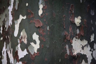 Doğal ahşap yüzey arka plan