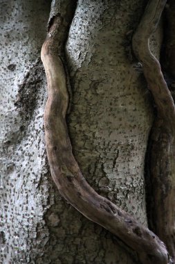 Doğal ahşap yüzey arka plan