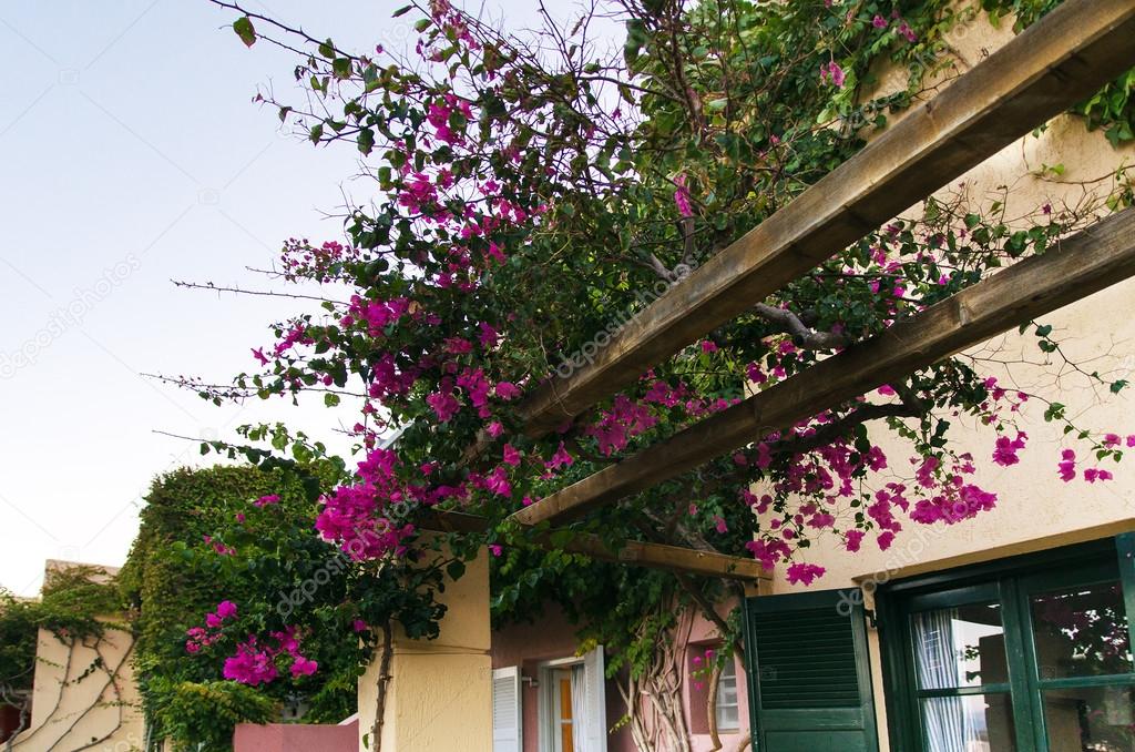 Purple bougainvillea creeper flowering over pergola on a   villa in the Greek village