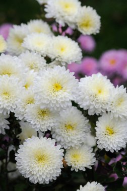 Sonbahar bahçesinde beyaz kasımpatılar