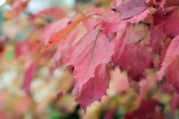 Różowy Viburnum Liście Jesiennym Ogrodzie Zbliżenie Płytka Głębia Ostrości — Zdjęcie stockowe