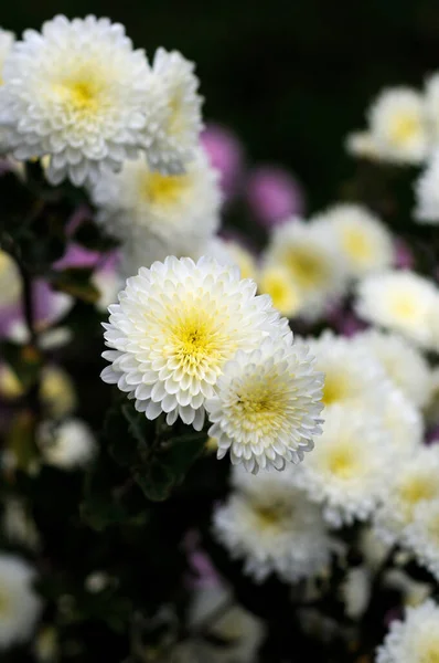 Chrysanthèmes Blancs Dans Jardin Automne Gros Plan — Photo