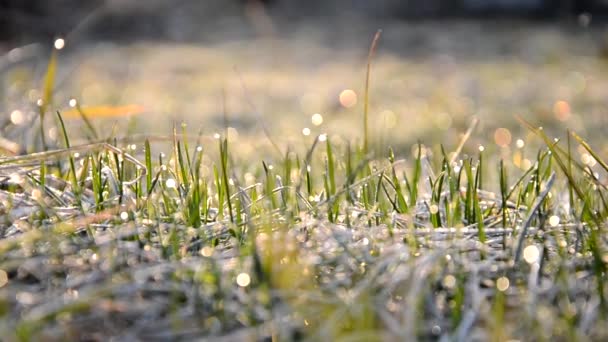 Vorst op het gras in de vroege lentezon — Stockvideo