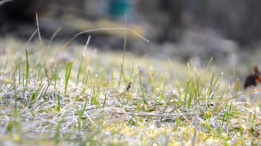 Sabahın erken saatlerinde çimlerin üzerine su damlacıkları dökülür.
