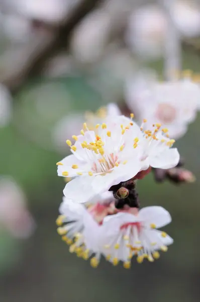 Printemps Abricot Couleur Arbre Gros Plan Profondeur Champ Faible — Photo