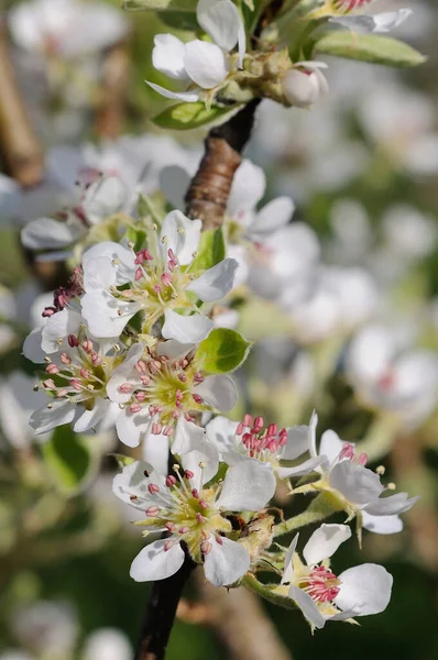 Poire Fleurit Dans Jardin Printemps Gros Plan Profondeur Champ Faible — Photo