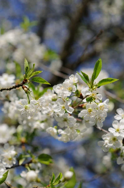 Cerisier Fleurit Dans Jardin Printemps Gros Plan Profondeur Champ Faible — Photo