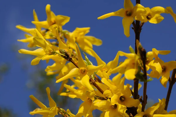 Arbusto Florece Amarillo Primer Plano Primavera Profundidad Superficial Del Campo —  Fotos de Stock