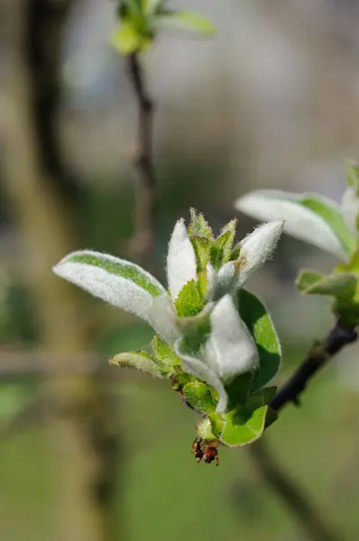 Feuilles Coing Dans Jardin Printemps Gros Plan Profondeur Champ Faible — Photo