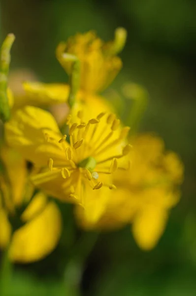 Celandine Bloeit Geel Lente Close Ondiepe Scherptediepte — Stockfoto