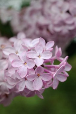 Baharda çiçek açan açık mavi leylak. Sığ alan derinliği