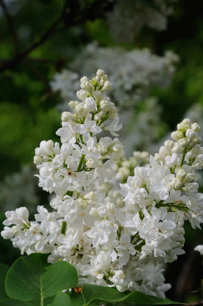 White Lilac Spring Flowering Closeup Shallow Depth Field — 스톡 사진