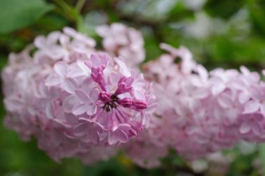 Baharda çiçek açan açık mavi leylak. Sığ alan derinliği
