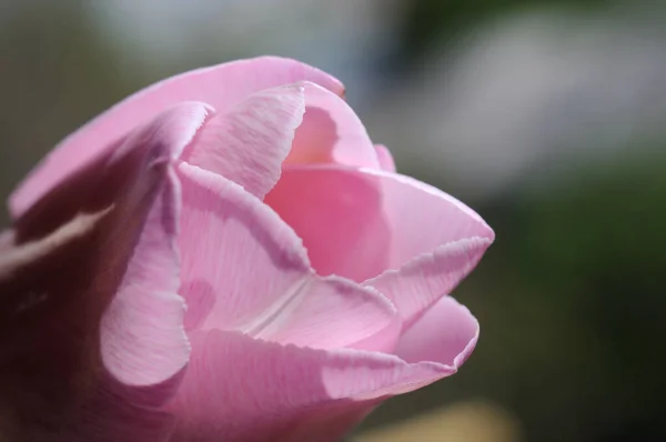 Flor Tulipán Primer Plano Primavera Profundidad Superficial Del Campo — Foto de Stock