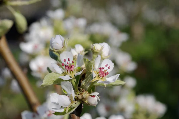Poire Fleurit Dans Jardin Printemps Gros Plan Profondeur Champ Faible — Photo