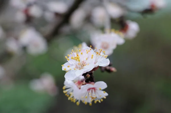 Printemps Abricot Couleur Arbre Gros Plan Profondeur Champ Faible — Photo