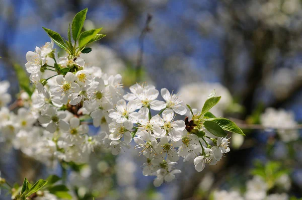 Cerisier Fleurit Dans Jardin Printemps Gros Plan Profondeur Champ Faible — Photo