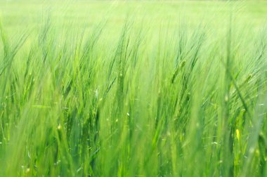 Yazın başında buğday tarlasının dikenleri. Sığ alan derinliği