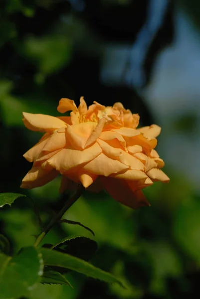 Rosa Naranja Floreció Jardín Profundidad Superficial Del Campo — Foto de Stock