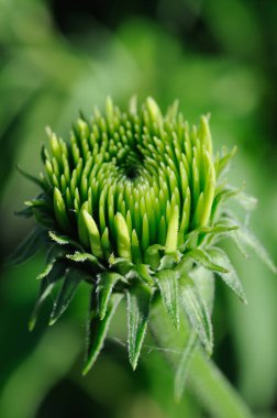 Çiçek açma hazırlıklarının ilk aşaması. Sığ alan derinliği