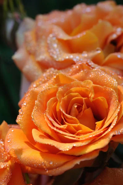 Rosas Laranja Com Gotas Orvalho Jardim Manhã Closeup Profundidade Campo — Fotografia de Stock