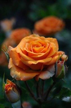 Sabah bahçesinde çiy damlalarıyla portakal gülü. Sığ alan derinliği