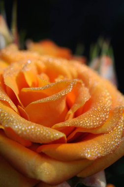 Sabah bahçesinde çiy damlalarıyla portakal gülü. Sığ alan derinliği