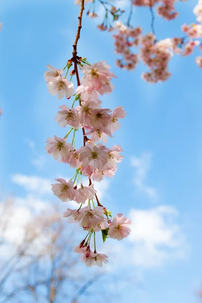 Sakura gren på blå himmel bakgrund — Stockfoto