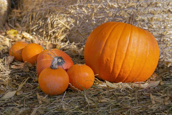 Orangefarbene Kürbisse Liegen Heu Kürbisbauernmarkt Herbsternte Der Gemüse Kürbisse Ernten — Stockfoto