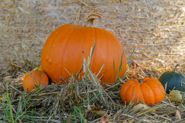 Reife Kürbisse Auf Einem Hintergrund Aus Heu Kürbisbauernmarkt Herbsternte Der — Stockfoto