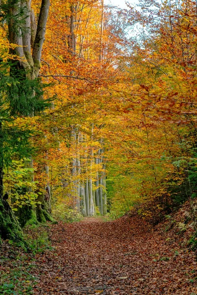 Weg Herbstlichen Wald Mit Umgefallenen Blättern Übersät — Stockfoto