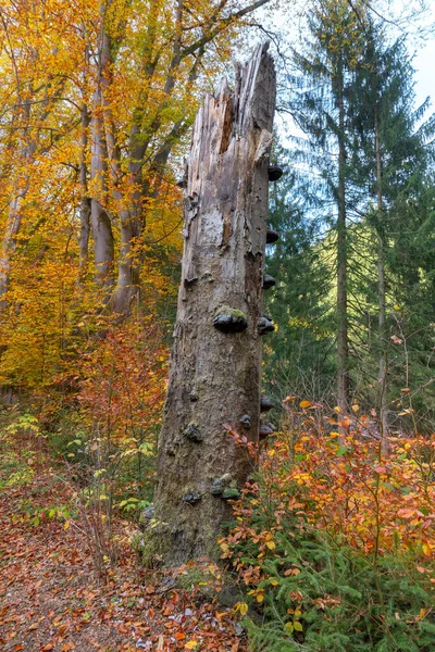 Copac Mort Rupt Fundalul Unei Păduri Colorate Toamnă — Fotografie, imagine de stoc