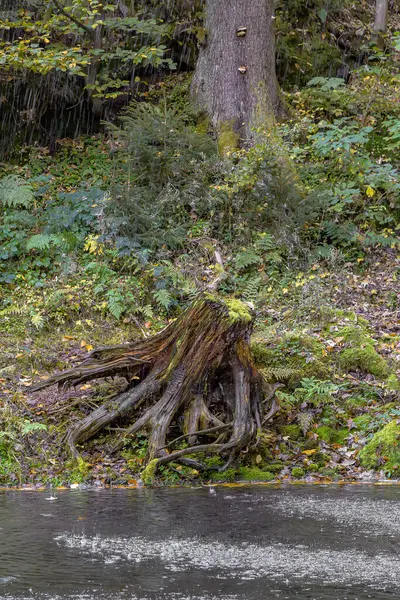 Büyük Bir Kütüğü Olan Bir Derenin Üzerindeki Orman Yamacı — Stok fotoğraf