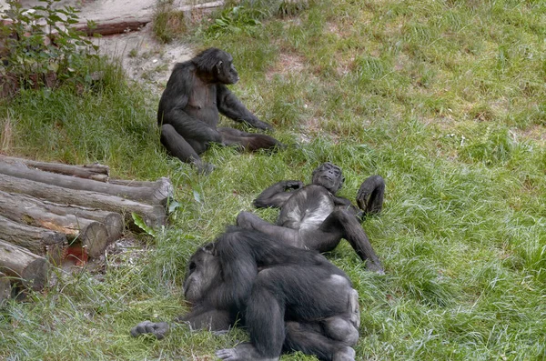 Zwei Schlafende Affen Und Ein Wacher Wachmann — Stockfoto