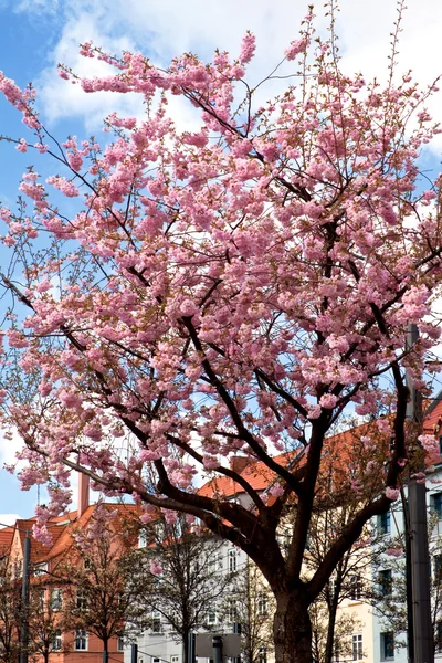 Sakura — Stockfoto