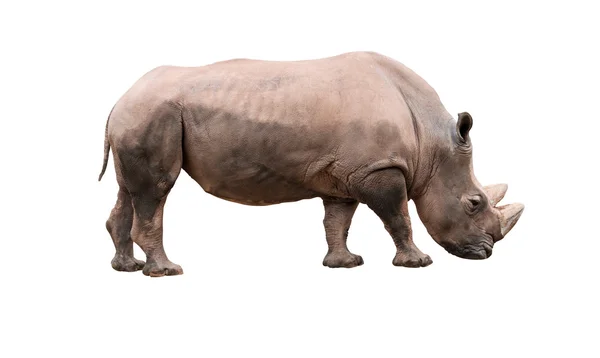 Rhinocerso — Stock Photo, Image