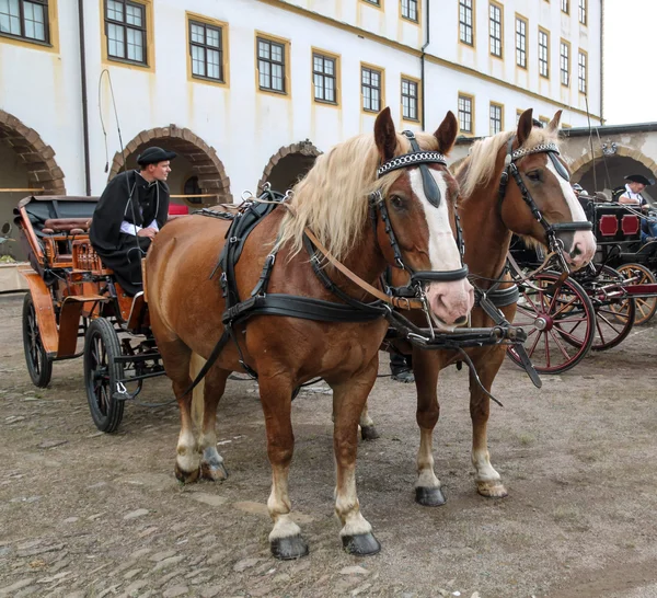 Carruagem de cavalo com o cocheiro — Fotografia de Stock