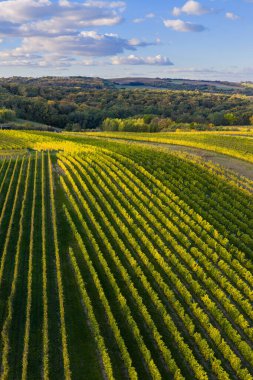 Moravya 'nın güneyinde Moravya Tuscany adında güzel yuvarlanan bir manzara. Çek Cumhuriyeti 'nden. Yüksek kalite fotoğraf