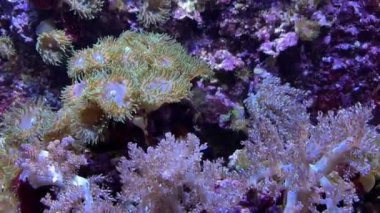 İkiz melek balığı (