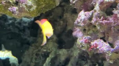 Perakende satış yapan mercan balığı, tek olgunlaşmış altın balığı, perakende perili levrek, portakal perisi beşiği, portakal rengi deniz levreği, haşlanmış balık, haşlanmış Peri beşiği ve haşlanmış anthias.