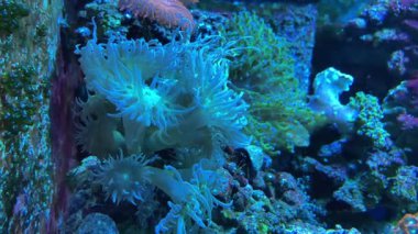 Zarif mercan Katalapili jardinei, büyük bir polip taşlı mercan türüdür. Zarif mercanlar Hint-Pasifik bölgesine özgüdür ve büyük, akıcı polipleri ve etli oral diskleriyle tanınırlar. Yüksek kaliteli FullHD görüntüler