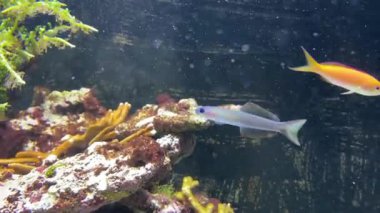 Ptereleotris evides ve Pseudanthias Squamipinnis, kayalıkların dışındaki yamaçlarda meydana gelir. Genellikle yetişkinler olarak çiftler ve çocuklar olarak küçük gruplar halinde. Yüksek kaliteli film.