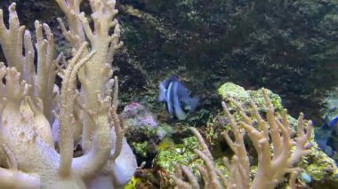 Dascyllus aruanus, Pomacentridae familyasından Palearktik bölgede yaşayan bir balık türü. Onlara akvaryum marş balığı deniyor.