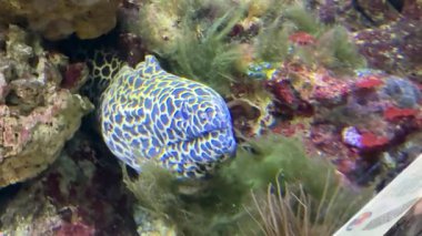 Dev moray insanlar için tehlikeli olabilir. Besin zincirinin tepesinde olduğu için zararlı ciguatera toksinlerinin biyobüyültüldüğü biliniyor. Yüksek kaliteli film